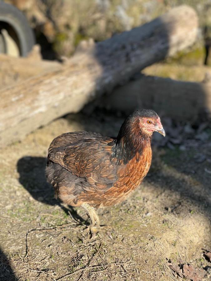 Al Giardino Degli Etruschi ξενώνας Κιούζι Εξωτερικό φωτογραφία