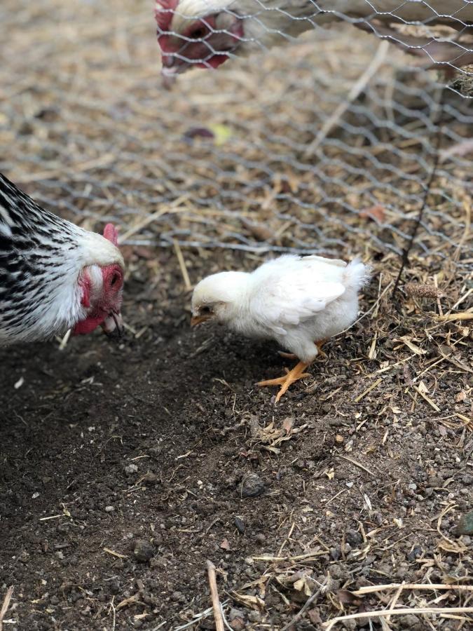 Al Giardino Degli Etruschi ξενώνας Κιούζι Εξωτερικό φωτογραφία
