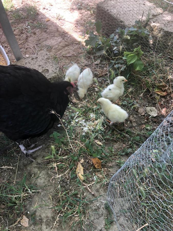 Al Giardino Degli Etruschi ξενώνας Κιούζι Εξωτερικό φωτογραφία