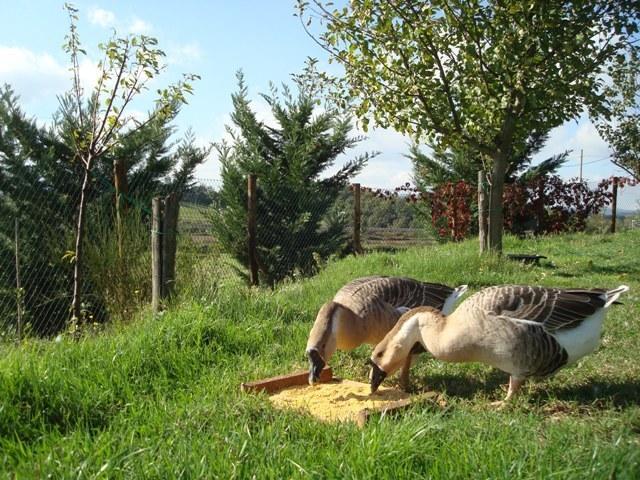 Al Giardino Degli Etruschi ξενώνας Κιούζι Εξωτερικό φωτογραφία
